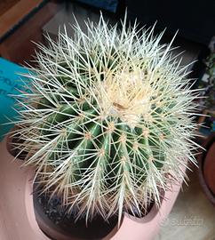 Cactus Echinocactus grusonii
