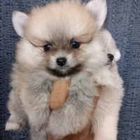 Pomerania mini genitori visibili con pedigree