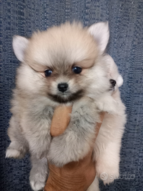 Pomerania mini genitori visibili con pedigree