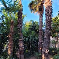 semi di palma trachycarpus fortunei