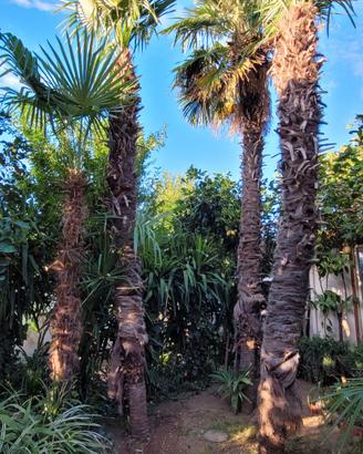 semi di palma trachycarpus fortunei