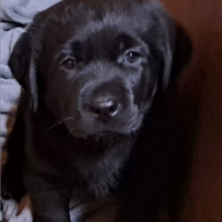 Cuccioli di labrador "superlativi"