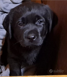 Cuccioli di labrador "superlativi"
