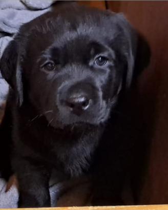 Cuccioli di labrador "superlativi"