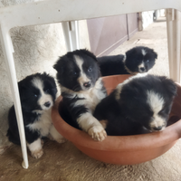 Cuccioli border collie con pastore australiano