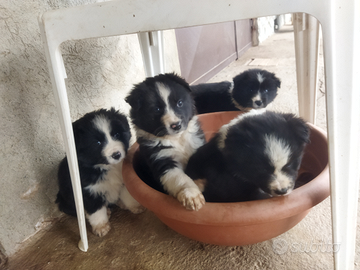 Cuccioli border collie con pastore australiano