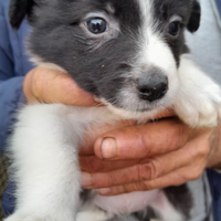 Disponibili cuccioli di bordercollie