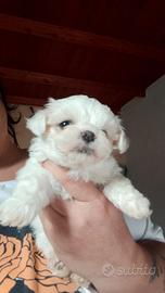 Cucciolo di maltese
