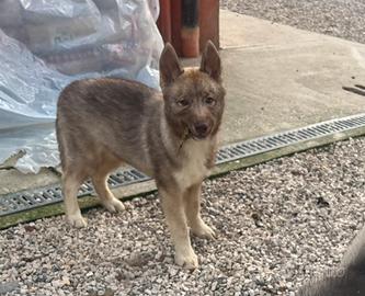 Ultimi cuccioli di Siberian Husky con pedigree