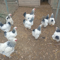 Galline brahma (giganti)