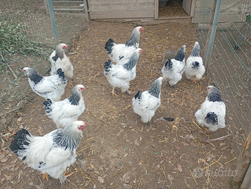 Galline brahma (giganti)