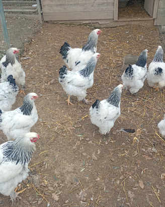 Galline brahma (giganti)