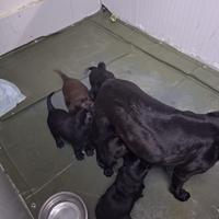Labrador Retriver