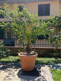 Vaso + Pianta