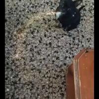 Bvt chihuahua mini Toy con pedigree