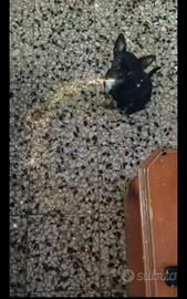 Bvt chihuahua mini Toy con pedigree