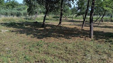 Tartufo estivo fresco