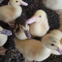 Animali