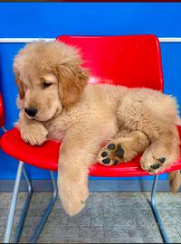 Golden retriever americano
