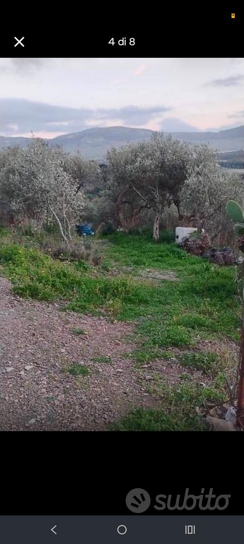 Terreno uliveto con casetta 15 Mila TRATTABILI - Vista 4