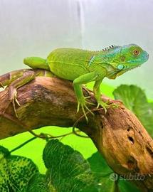 Iguana verde