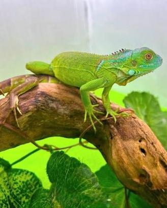 Iguana verde