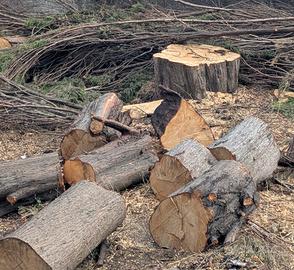 legno cipresso 