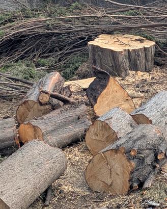 legno cipresso 