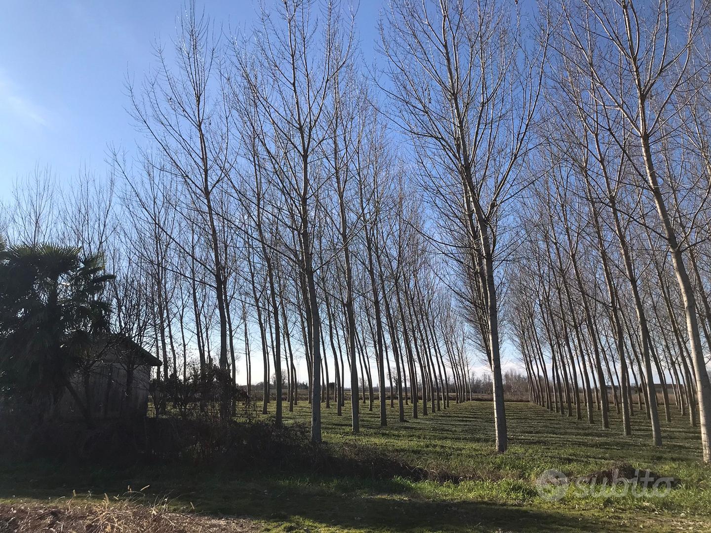 Terreno agricolo - Vista 4
