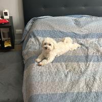 Maltese da accoppiamento