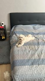 Maltese da accoppiamento