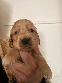 Cocker spaniel inglese