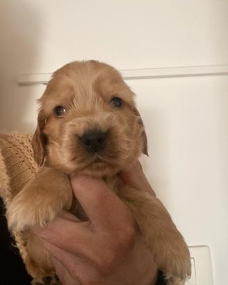 Cocker spaniel inglese