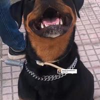 Cuccioli di Rottweiler