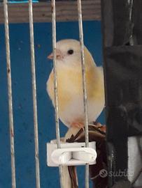 F1 femmina lutina,di Cardinalino x Lucherina