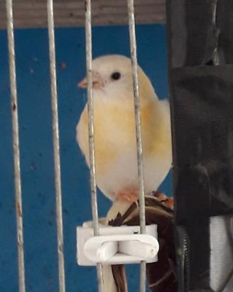 F1 femmina lutina,di Cardinalino x Lucherina
