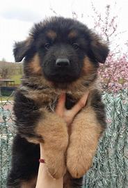 Cuccioli di pastore tedesco