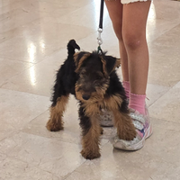 Cuccioli di welsh terrier