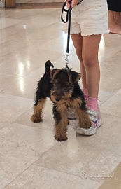 Cuccioli di welsh terrier