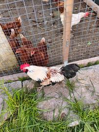 Galline favererollas