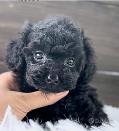 Barboncino mini Toy maschio di tre mesi