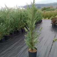 leylandii 120/140 di innesto, vaso 10 litri