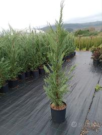 leylandii 120/140 di innesto, vaso 10 litri