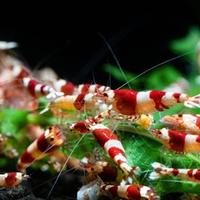 Nano gamberetti caridine e neocaridine