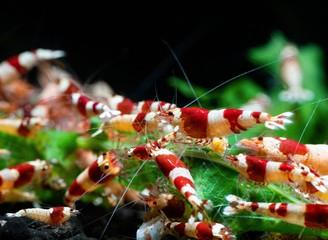 Nano gamberetti caridine e neocaridine