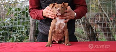 American Pitbull Terrier