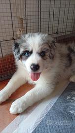 Border collie blu merle femmina