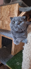 Scottish fold blue maschio per accoppiamento