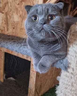 Scottish fold blue maschio per accoppiamento
