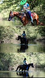 Cavallo Arabo -Sardo di anni 9